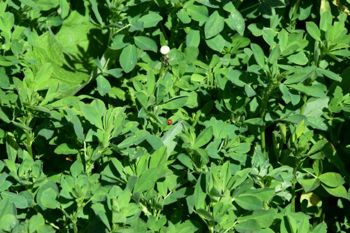 Klee wächst auf einem Feld, das zuvor mit Brauchwasser bewässert wurde